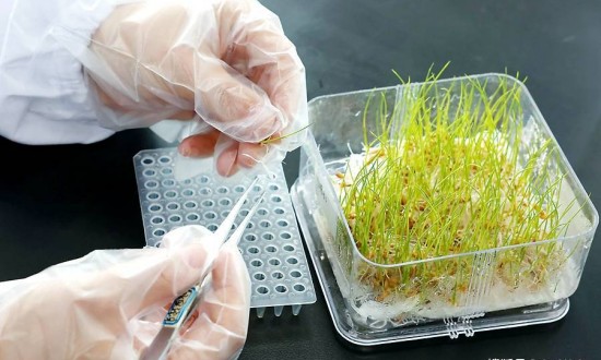 2024年中國分子育種行業的市場發展現狀及投資趨勢分析