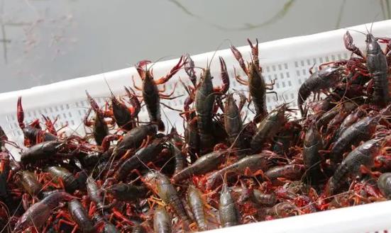 小龍蝦養殖行業市場前瞻與未來投資2024