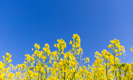 油菜產業駛向“新賽道”油菜行業現狀分析及前景趨勢研究分析
