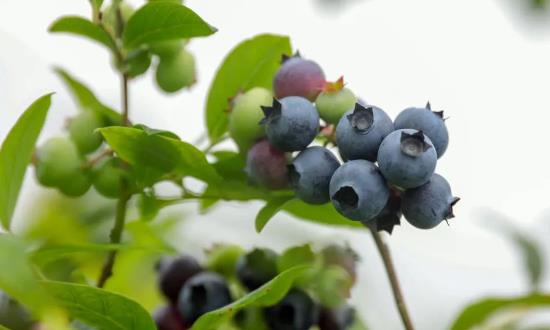 2024藍莓行業發展前景與市場投資