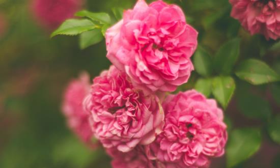 花卉產業經濟價值 為鄉村振興注入新的活力