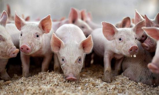 2024畜牧產業發展前景與市場投資