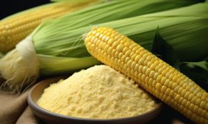 2025年新疆玉米淀粉行業現狀與發展趨勢分析
