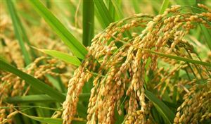 2025年中國(guó)農(nóng)資超市行業(yè)：數(shù)字化轉(zhuǎn)型+供應(yīng)鏈重構(gòu)開啟萬億新藍(lán)海