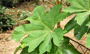 河南平輿“藥”啟振興路 中國草藥產(chǎn)業(yè)邁向新紀(jì)元