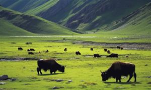 2025年青海省牦牛行業市場發展現狀及未來發展前景趨勢分析
