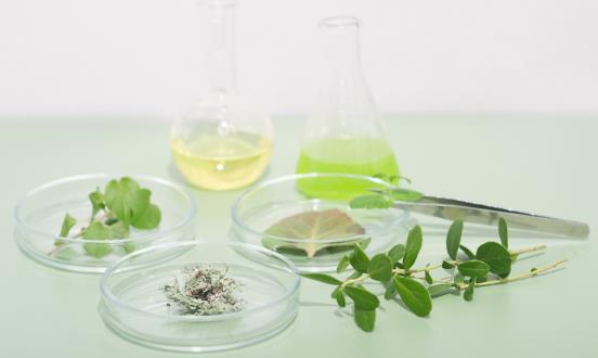 2024年植物提取物產業發展現狀、競爭格局就及未來發展趨勢分析