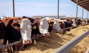 2025肉牛養(yǎng)殖行業(yè)市場規(guī)模及供需格局、未來趨勢分析