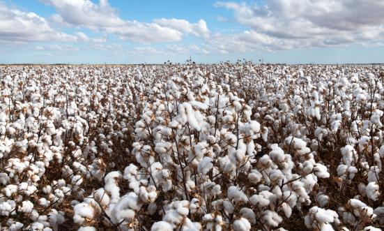 棉花貿易行業市場發展現狀及進出口市場、未來趨勢分析2025