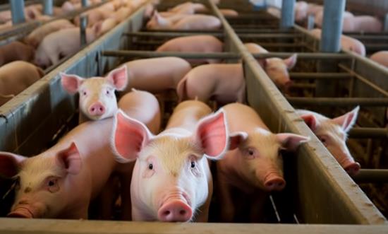 2025養殖行業市場結構及區域分布、未來發展趨勢分析