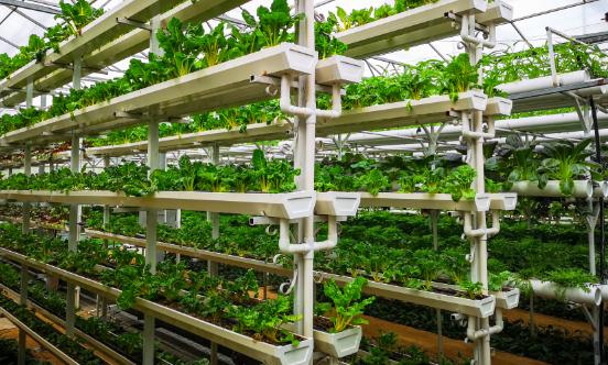 中國(guó)蔬菜育苗行業(yè)發(fā)展現(xiàn)狀分析與未來(lái)展望