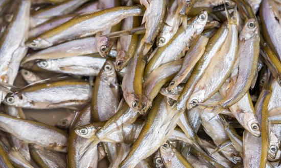 2025中國智慧水產養殖行業：可持續發展理念深入人心