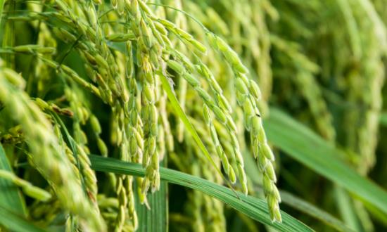 中國農產品流通行業發展現狀分析與未來展望