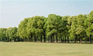 寧夏林業(yè)草原“十五五”：生態(tài)優(yōu)先，綠色發(fā)展的關(guān)鍵五年
