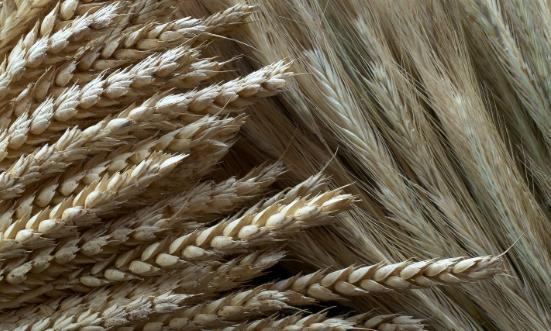 2025小麥種子行業市場競爭格局及供需格局分析