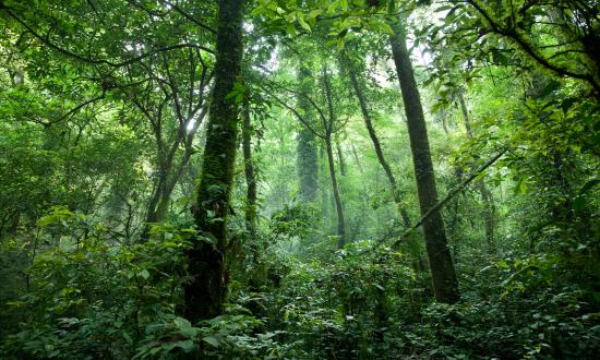 中國造林行業(yè)：2025從單一木材到生態(tài)經(jīng)濟(jì)的價值裂變