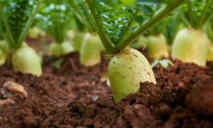 吉林省大農業行業“十五五”規劃前景預測