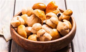 貴州食用菌行業(yè)“十五五”規(guī)劃前景預(yù)測