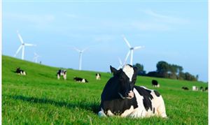 青海省牦牛行業“十五五”規劃前景預測