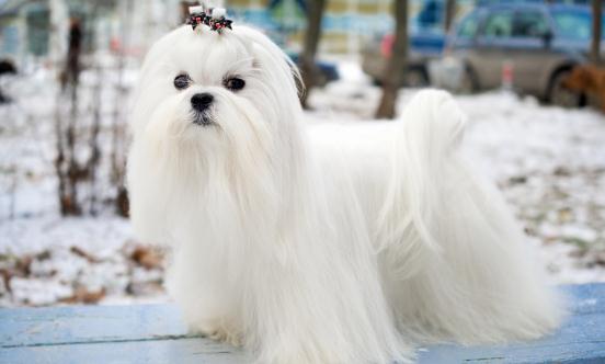 2025年中國寵物保險行業發展現狀分析及未來趨勢預測