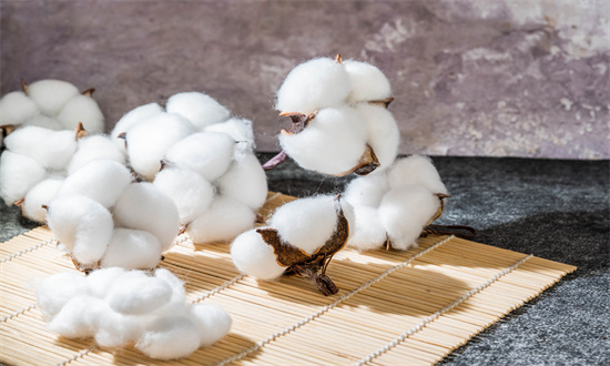 2025年棉花行業發展現狀及市場前景深度調研分析