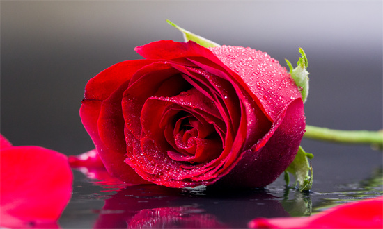 2025年鮮花行業(yè)發(fā)展現(xiàn)狀及市場前景深度調研分析