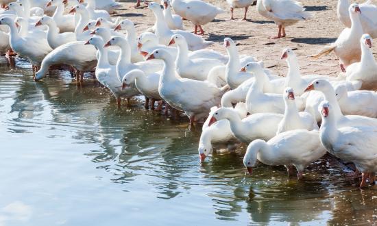 2025中國家禽飼養行業：從“量增”到“質升”的跨越