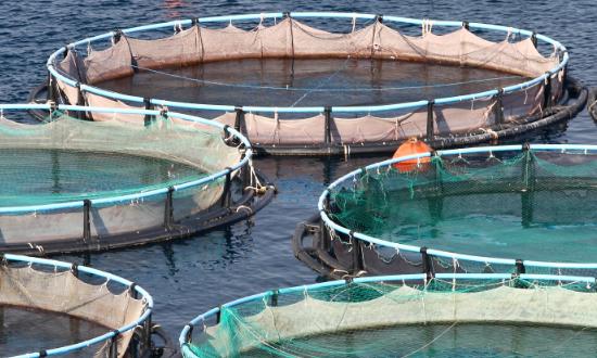 水產(chǎn)養(yǎng)殖設(shè)備行業(yè)現(xiàn)狀與發(fā)展趨勢(shì)深度分析