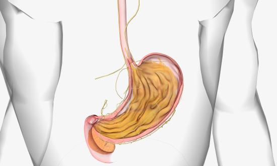 中國肽飼料行業：2025從“無抗養殖”到精準營養