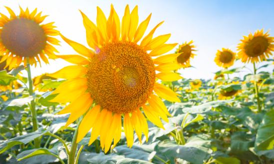 花卉行業(yè)現(xiàn)狀洞察與發(fā)展趨勢展望