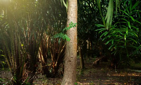 沉香木行業現狀洞察與未來趨勢展望