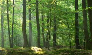 黑龍江林業(yè)草原保護行業(yè)現(xiàn)狀洞察與發(fā)展趨勢研判