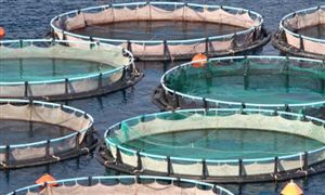 2025深海養殖行業發展現狀分析與未來展望