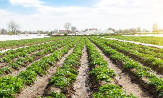 2025年中國智慧農場如何破局?全景調研與發(fā)展戰(zhàn)略全解析