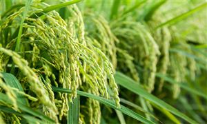 2025年大米行業市場發展現狀趨勢分析