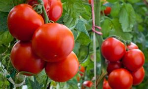 2025中國番茄紅素市場規劃研究及潛力分析