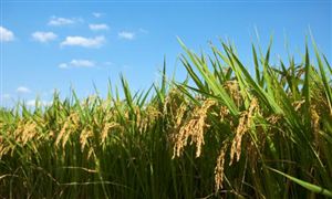 中國農(nóng)業(yè)檢測2026：需求、技術、市場與價值四重變革下的新機遇