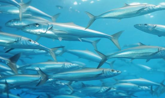 中國漁業(yè)發(fā)展2026：轉(zhuǎn)型升級浪潮下的投資新機遇